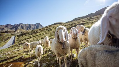 Der Martinerhof: Urlaub im Passeiertal